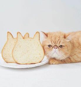 Cat Toast
